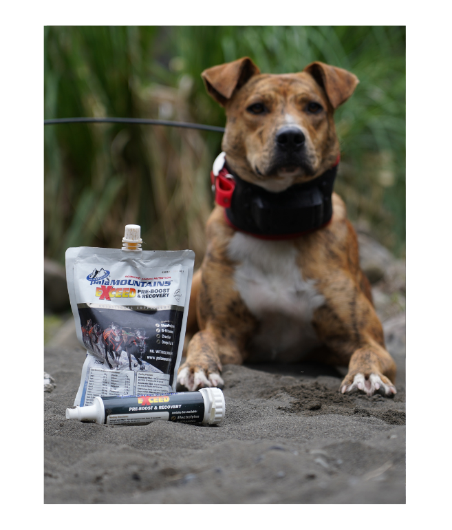 Exceed PreBoost Syringe and Refill pig dog gear NZ - back view