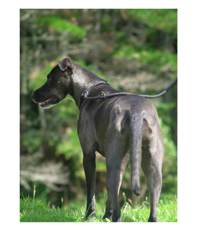 Nylon Rope Slip Leash - Game Gear NZ