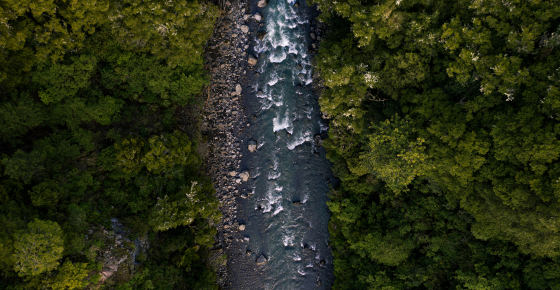 Aerial view of a river flowing through native forest