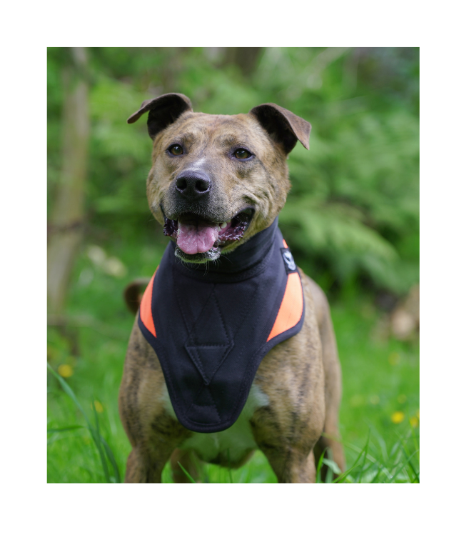Strike Vest - Game Gear NZ